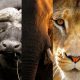 Best places in South Africa where you can see the 'Big Five'